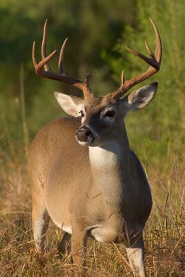Best Scope for ar-15 Deer Hunting