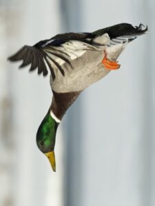 Best Neoprene Waders For Duck Hunting