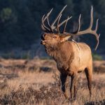 Best Spotting Scope for Elk Hunting