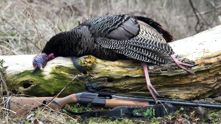 best red dot scope for turkey shotgun hunting.