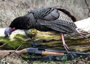 best red dot scope for turkey shotgun hunting