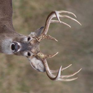 Best Scope for Deer Hunting In Woods